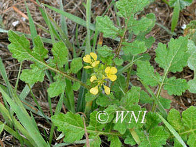 White Mustard (Sinapis alba)